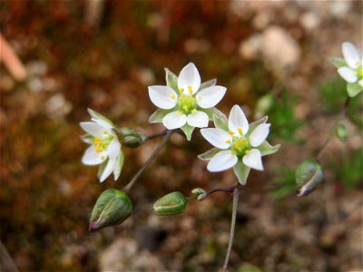 Der in Süddeutschland seltene Frühlings-Spark (Spergula morisonii) in der Schwetzinger Hardt