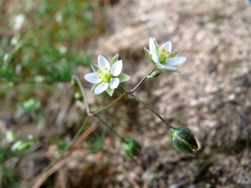 Der in Süddeutschland seltene Frühlings-Spark (Spergula morisonii) in der Schwetzinger Hardt