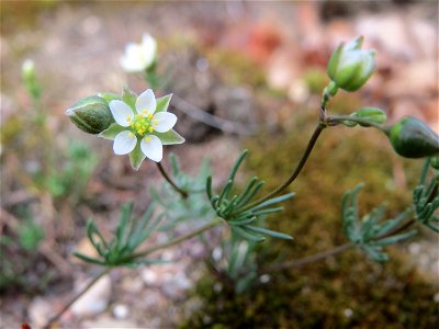 Der in Süddeutschland seltene Frühlings-Spark (Spergula morisonii) in der Schwetzinger Hardt