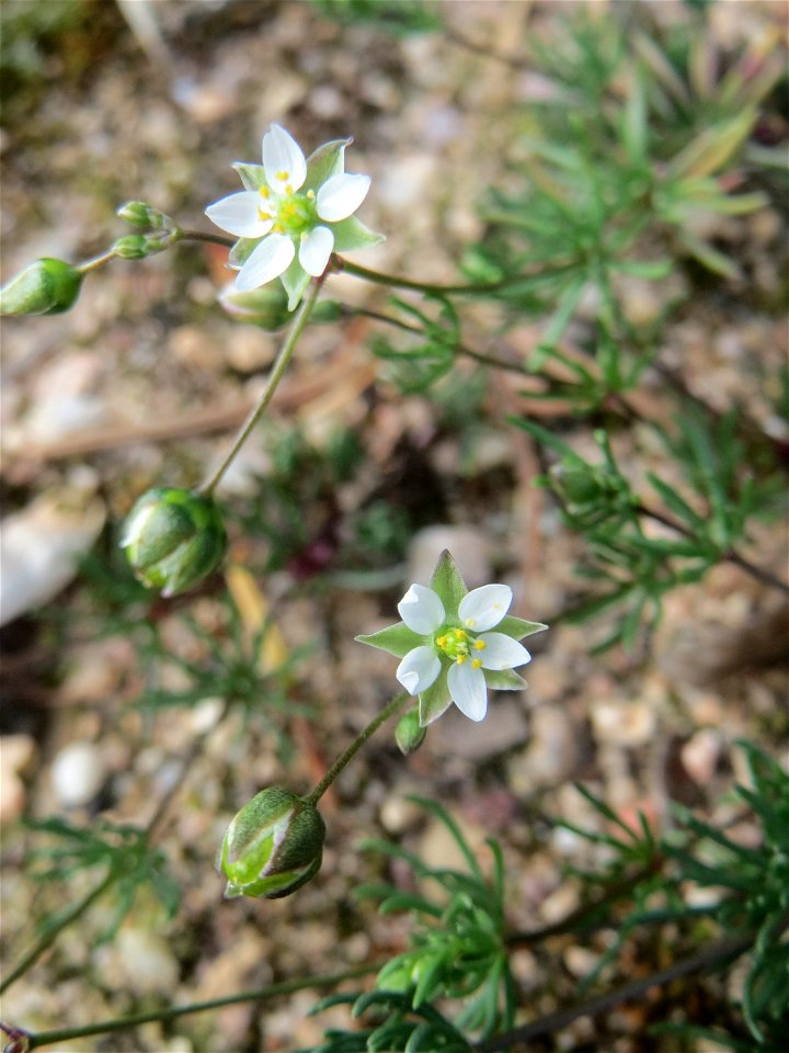 Der in Süddeutschland seltene Frühlings-Spark (Spergula morisonii) in der Schwetzinger Hardt