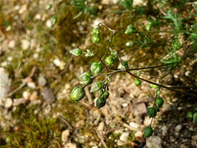 Der in Süddeutschland seltene Frühlings-Spark (Spergula morisonii) in der Schwetzinger Hardt