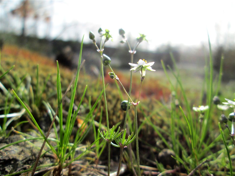 Der in Süddeutschland seltene Frühlings-Spark (Spergula morisonii) in der Schwetzinger Hardt