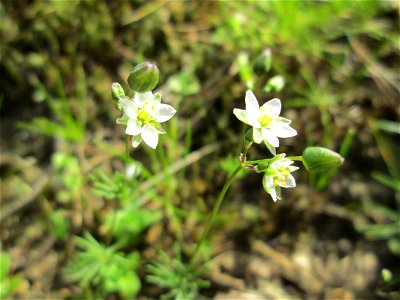 Der in Süddeutschland seltene Frühlings-Spark (Spergula morisonii) in der Schwetzinger Hardt