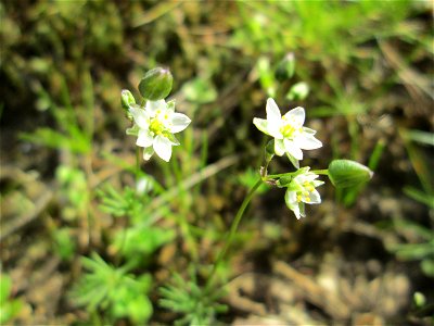 Der in Süddeutschland seltene Frühlings-Spark (Spergula morisonii) in der Schwetzinger Hardt photo