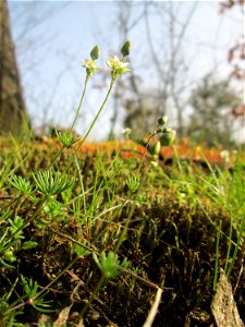 Der in Süddeutschland seltene Frühlings-Spark (Spergula morisonii) in der Schwetzinger Hardt photo