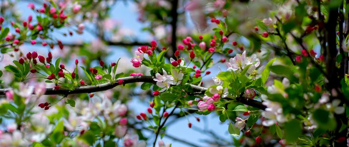 Nature tree cherry photo