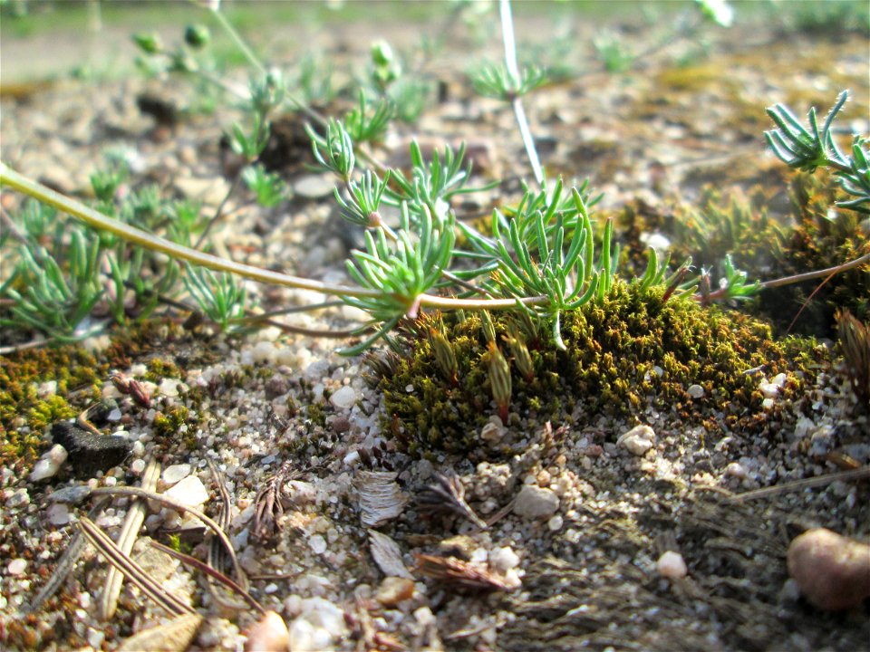 Der in Süddeutschland seltene Frühlings-Spark (Spergula morisonii) in der Schwetzinger Hardt