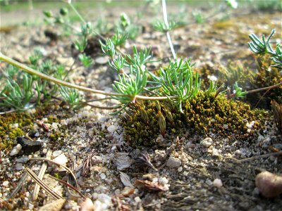 Der in Süddeutschland seltene Frühlings-Spark (Spergula morisonii) in der Schwetzinger Hardt photo