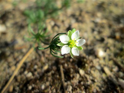 Der in Süddeutschland seltene Frühlings-Spark (Spergula morisonii) in der Schwetzinger Hardt photo