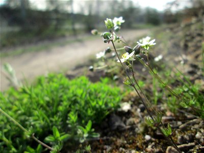 Der in Süddeutschland seltene Frühlings-Spark (Spergula morisonii) in der Schwetzinger Hardt