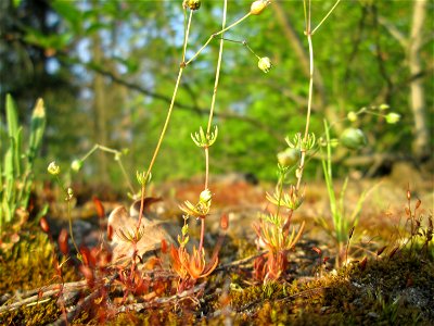 Der in Süddeutschland seltene Frühlings-Spark (Spergula morisonii) in einem Kleinbiotop am Hockenheimring in der Schwetzinger Hardt photo