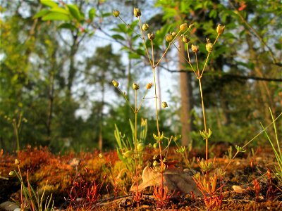 Der in Süddeutschland seltene Frühlings-Spark (Spergula morisonii) in einem Kleinbiotop am Hockenheimring in der Schwetzinger Hardt