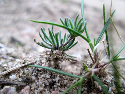 Der in Süddeutschland seltene Frühlings-Spark (Spergula morisonii) in der Schwetzinger Hardt