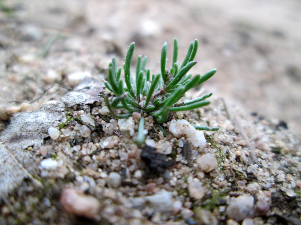 Der in Süddeutschland seltene Frühlings-Spark (Spergula morisonii) in der Schwetzinger Hardt
