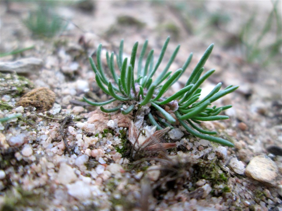 Der in Süddeutschland seltene Frühlings-Spark (Spergula morisonii) in der Schwetzinger Hardt