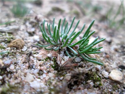 Der in Süddeutschland seltene Frühlings-Spark (Spergula morisonii) in der Schwetzinger Hardt