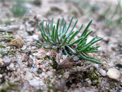 Der in Süddeutschland seltene Frühlings-Spark (Spergula morisonii) in der Schwetzinger Hardt photo