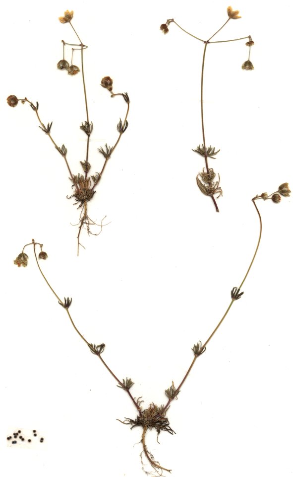Spergula morisonii, eigener Herbarbeleg von 1987, Unterfranken