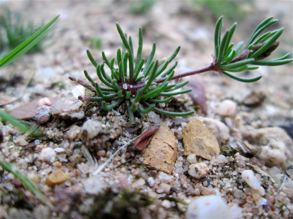 Der in Süddeutschland seltene Frühlings-Spark (Spergula morisonii) in der Schwetzinger Hardt