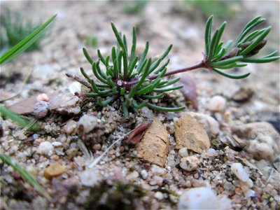 Der in Süddeutschland seltene Frühlings-Spark (Spergula morisonii) in der Schwetzinger Hardt