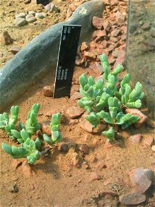 Picture taken by David Thornton at Kew Gardens 2007.