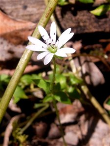 Wildflower, Black Bulga Conservation Area, Australia. Probably Stellaria flaccida photo