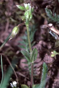 Cerastium glutinosum in Unterfranken photo