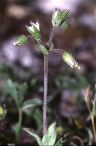 Dunkles Hornkraut (Cerastium pumilum) photo