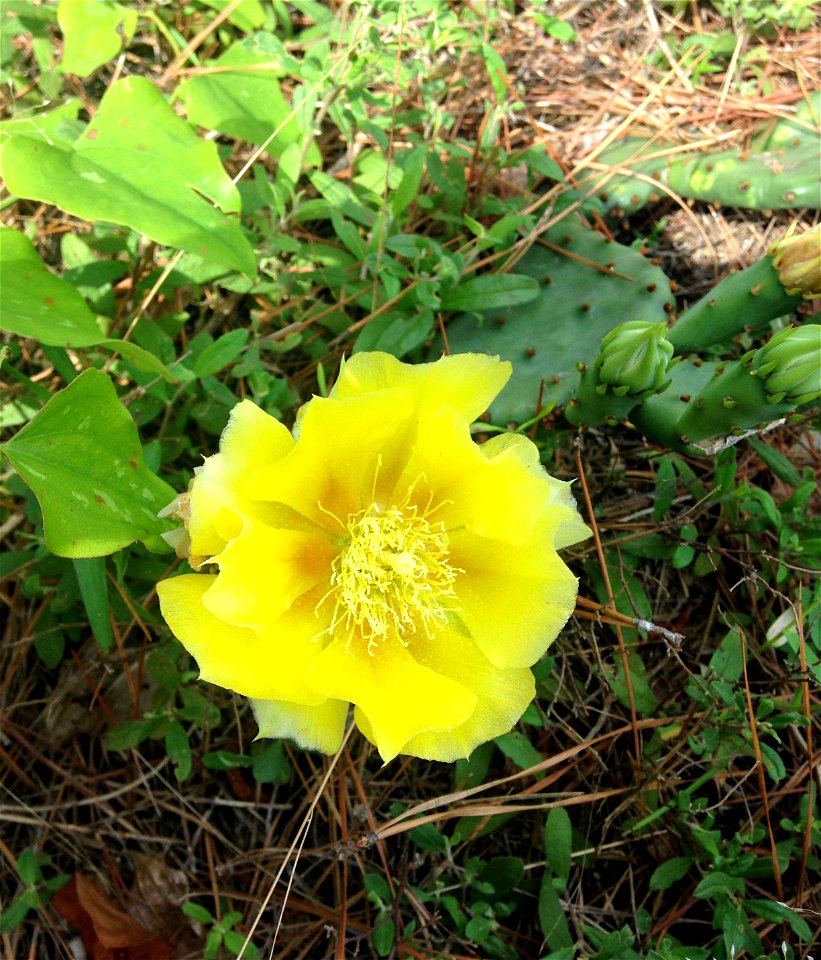 Opuntia nemoralis, sandhill prairie remnant east of Harleton on Hwy 2208, Harrison County, Texas.