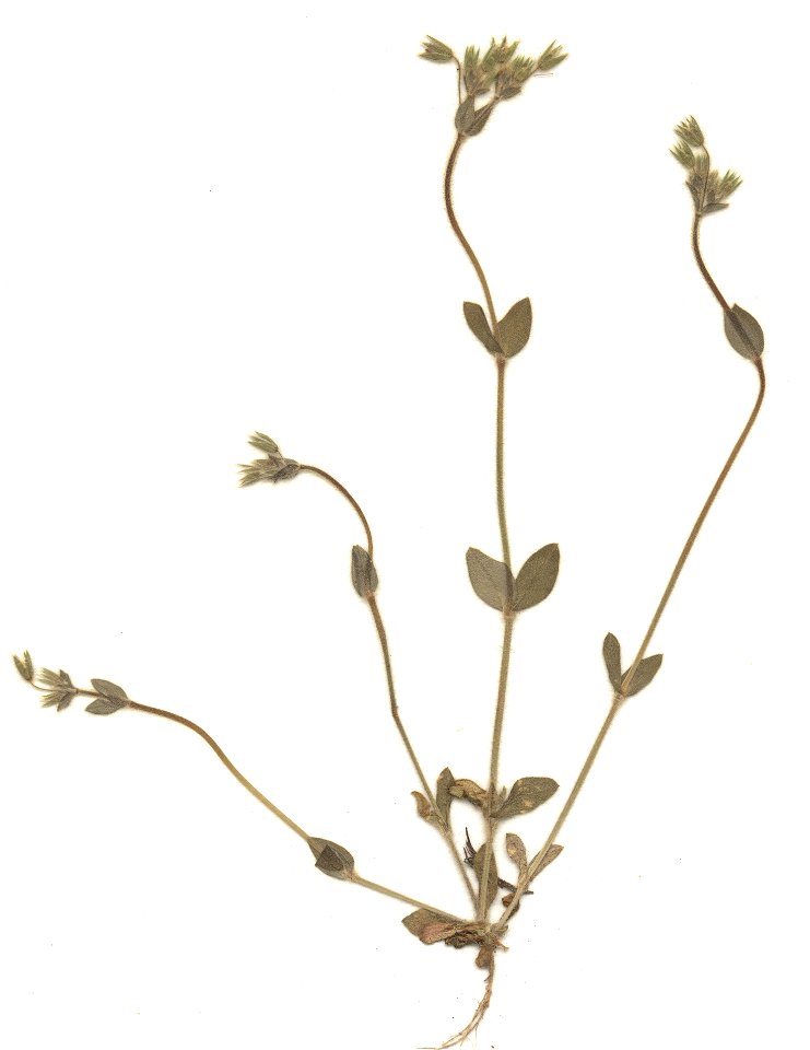 Cerastium brachypetalum, eigener Herbarbeleg von 1987, Unterfranken