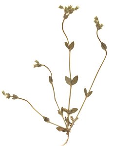 Cerastium brachypetalum, eigener Herbarbeleg von 1987, Unterfranken