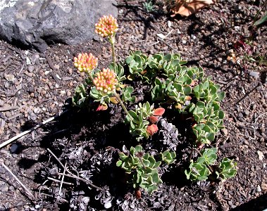 Eriogonum siskiyouense at the UC Botanical Garden, Berkeley, California, USA. Identified by sign.