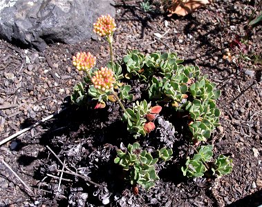 Eriogonum siskiyouense at the UC Botanical Garden, Berkeley, California, USA. Identified by sign. photo