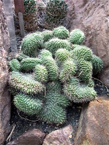 A photograph of Echinopsis thelegona.