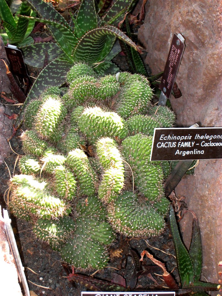 Echinopsis thelegona, in the United States Botanic Garden, Washington, DC, USA.