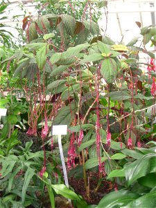 Trichostigma peruvianum specimen in the Botanischer Garten, Berlin-Dahlem (Berlin Botanical Garden), Berlin, Germany.
