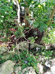 Trichostigma peruvianum specimen in the Jardin Botanique de Lyon, Parc de la Tête d'Or, Lyon, France. photo