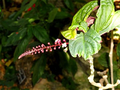 Trichostigma peruvianum specimen in the Jardin Botanique de Lyon, Parc de la Tête d'Or, Lyon, France. photo