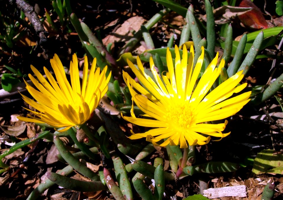 Jordaaniella dubia. A common succulent groundcover of South Africas coastal regions.