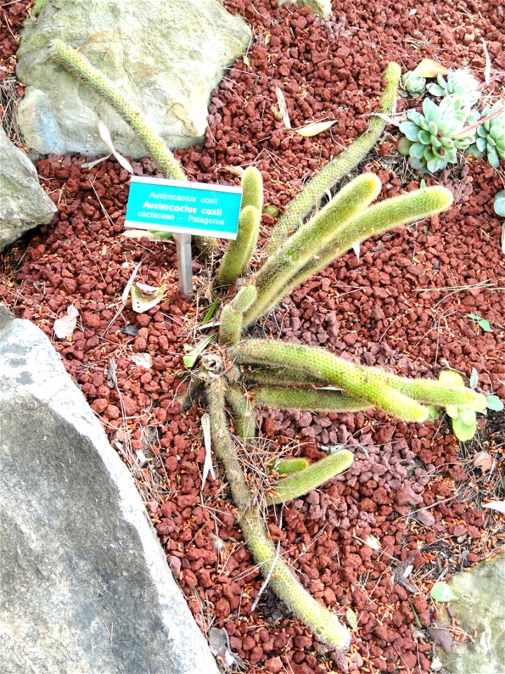 Austrocactus coxii specimen in the Villa Ephrussi de Rothschild, Saint-Jean-Cap-Ferrat, France.