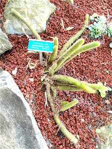 Austrocactus coxii specimen in the Villa Ephrussi de Rothschild, Saint-Jean-Cap-Ferrat, France.