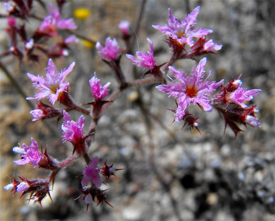 Chorizanthe fimbriata — Fringed spineflower.
At Lake Poway, in San Diego County, Southern California.
Endemic to the Peninsular Ranges.