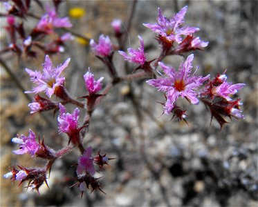 Chorizanthe fimbriata — Fringed spineflower. At Lake Poway, in San Diego County, Southern California. Endemic to the Peninsular Ranges. photo