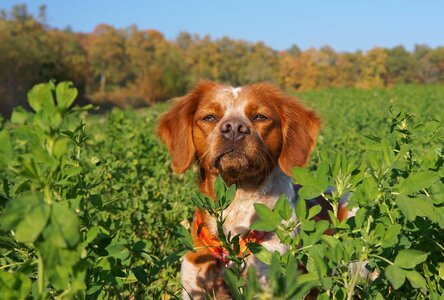 Nature canine animal