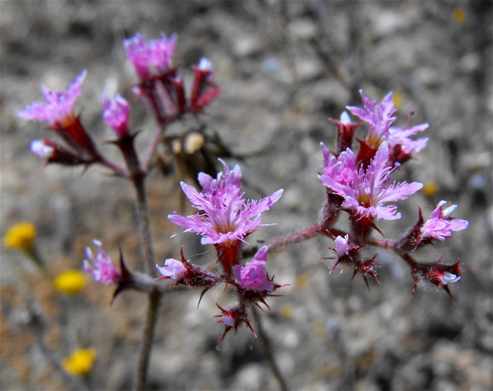 .
Endemic plant of the Peninsular Ranges, growing at the Lake Poway area.
Located near Poway, San Diego County, Southern California.