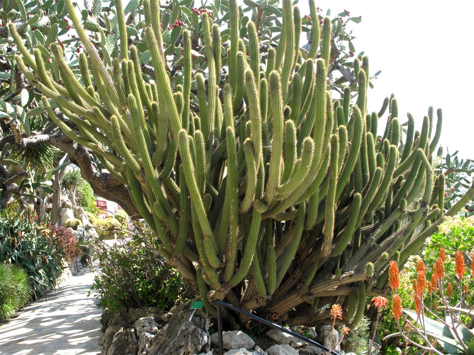 Weberbauerocereus cuzcoensis in the exotic garden of Monaco. Identified by label.
Français :  Weberbauerocereus cuzcoensis au jardin exotique de Monaco. Identifié par son étiquette botanique.