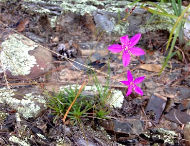 Phemeranthus calycinus, high rock outcrops above banks of the Glover River at the confluence of east and west forks, McCurtian County, Oklahoma.