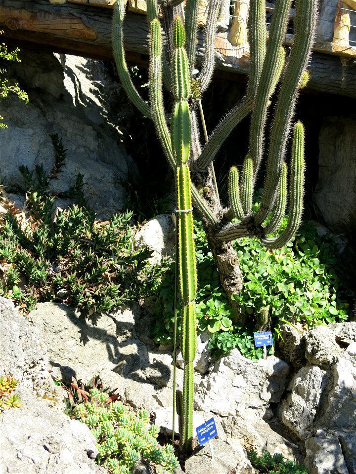 Armatocereus godingianus in the exotic garden of Monaco. Identified by its botanic label.
Français :  Armatocereus godingianus au jardin exotique de Monaco. Identifié par son étiquette botani