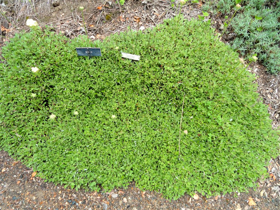 Eriogonum ursinum specimen in the University of California Botanical Garden, Berkeley, California, USA.