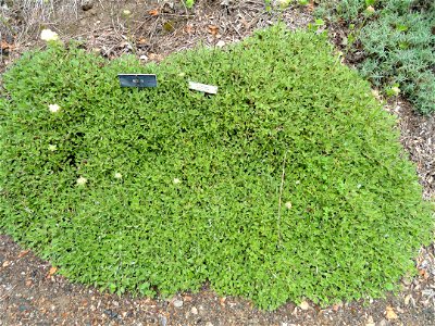 Eriogonum ursinum specimen in the University of California Botanical Garden, Berkeley, California, USA.